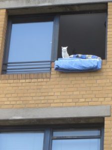 Katze im Fenster