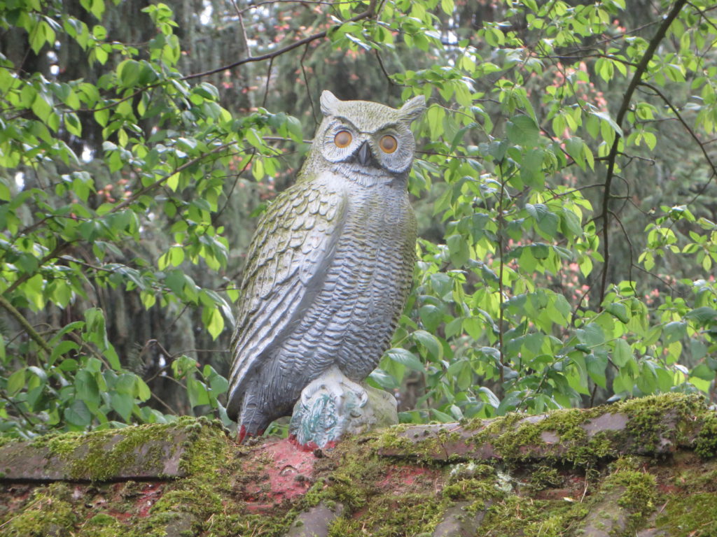 Eule im Garten