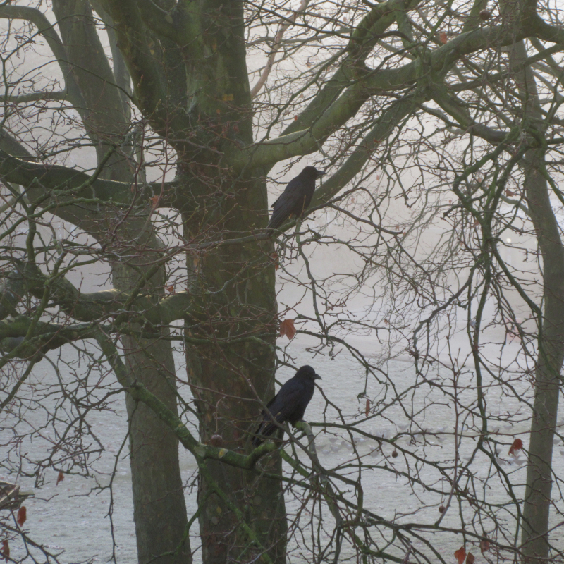 Schnee
